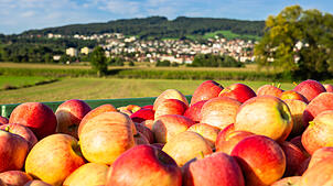 Das sind Äpfel aus Gehrenberg (Markdorf) in der Bodenseeregion. (Symbolbild) In Binzen im Landkreis Lörrach haben Diebe 400 Kilo Äpfel ...
