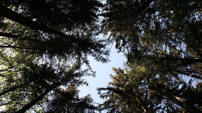 Die Fichte hat es auch im Rickenbacher Wald schwer. Trockenheit und Hitze machen ihr zu schaffen.
