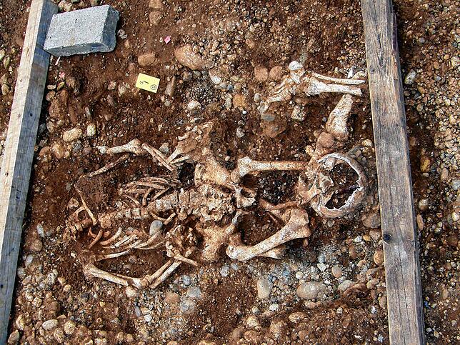 Das Skelett eines Mannes, der gerädert wurde, haben die Archäologen ebenfalls freigelegt. Kreisarchäologe Jürgen Hald erklärt, die Art ...