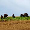 Sie sind wirklich echt, diese Bisons. Die Familie Lojdl züchtet schon viele Jahre diese Ungetüme, die aber bitte in Ruhe gelassen werden ...