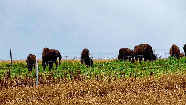 Sie sind wirklich echt, diese Bisons. Die Familie Lojdl züchtet schon viele Jahre diese Ungetüme, die aber bitte in Ruhe gelassen werden ...