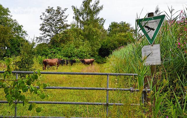Das Naturschutzgebiet Hepbacher-Leimbacher Ried ist heute ein naturnahes Juwel: Hinterm Gatter beginnt die Wildnis.