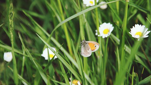 Schmetterlinge wie dieses große Ochsenauge profitieren von naturnaher Gartengestaltung.