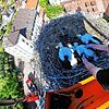 Beringung in 30 Metern Höhe mit einem atemberaubenden Blick über Mühlhofen: Die Storchenbeauftragte des Affenberg Salem, Sylvia ...