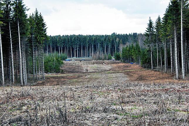 Über zwei Hektar Waldfläche wurden für den einst geplanten B523-Zubringer gerodet. Unser Bild stammt aus dem Jahr 2021.