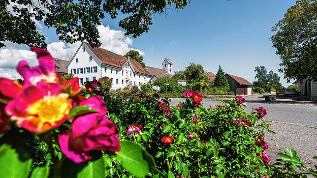 Unzählige Rosen-Anlagen prägen das gesamte Dorfbild in Nöggenschwiel. Bereits am Dorfeingang werden Sie im Sommer von der bunten ...