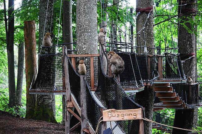 Frühmorgens, bevor die Besucher kommen, gehört der Treewalk den Berberaffen. Sie turnen kräftig an den Seilen.