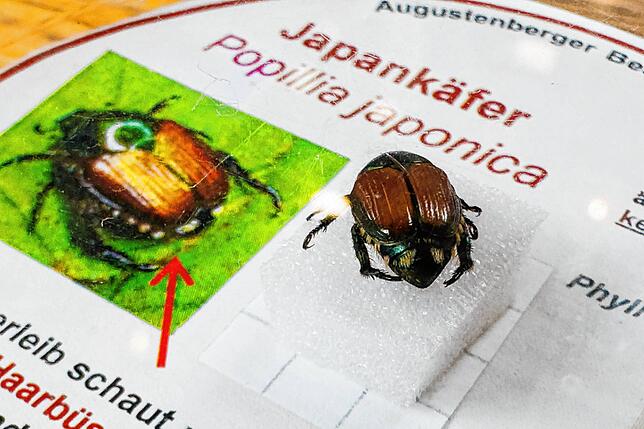 Ein Japankäfer ist in einer Bestimmungshilfe des Landwirtschaftlichen Technologiezentrums Augustenberg (LTZ) zu sehen.