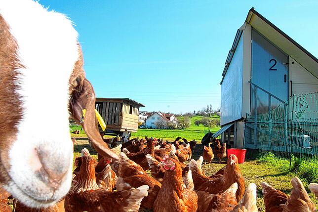Die insgesamt 14 Ziegen bewachen und verteidigen die Hühner vor Fressfeinden wie Greifvögeln oder Füchsen. Auch die Kamera wird kritisch ...