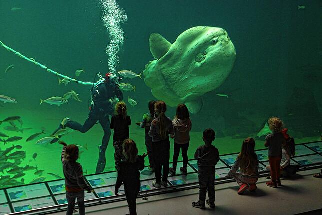 Der wohl schrägste Fisch des Meeres: Der Mondfisch, hier im Aquarium in Hirtshals in Dänemark, von wo aus die Fähre Richtung Südnorwegen ...