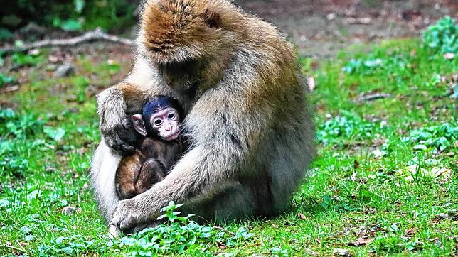 Eine Berberaffenmutter kümmert sich auf dem Affenberg Salem fürsorglich um ihren Nachwuchs. Vier Babys sind in diesem Jahr bereits ...