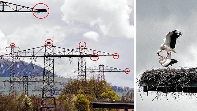 Unser Bild aus dem Monat Mai zeigt ein Storchenpaar im Nest und einen Überblick, wo überall Nester auf den Strommasten gebaut wurden.