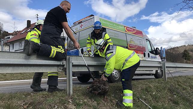 Feuerwehr und Tierrettung bringen den verletzten Biber von der Kanalisation an der B&nbsp;34 am Ortsanfang von Ludwigshafen zu einem ...