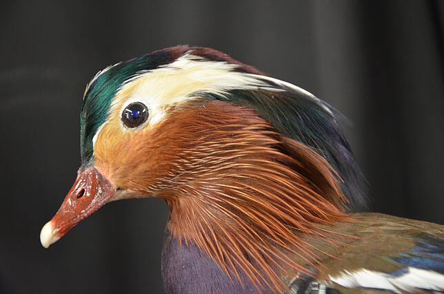In der biologischen Lehrsammlung der Uni gibt es auch ausgetopfte Tiere zu sehen.