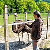 Manuela Ebner sorgt wie eine Ersatzmutter für ihre Kücken, auch wenn sie schon erwachsen sind. Die Hochrhein-Straußenfarm liegt direkt ...