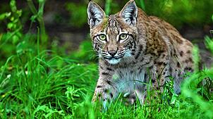 Die Raubkatze ist streng geschützt und sehr selten. Durch das spezielle Auswilderungsprojekt in Baden-Württemberg streifen drei neue ...
