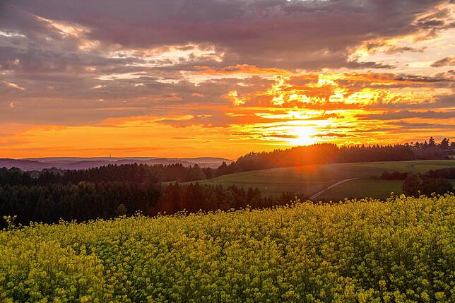 Rapsfelder zeichnen sich im Schein der untergehenden Sonne vor dem Horizont der Hegauberge ab.