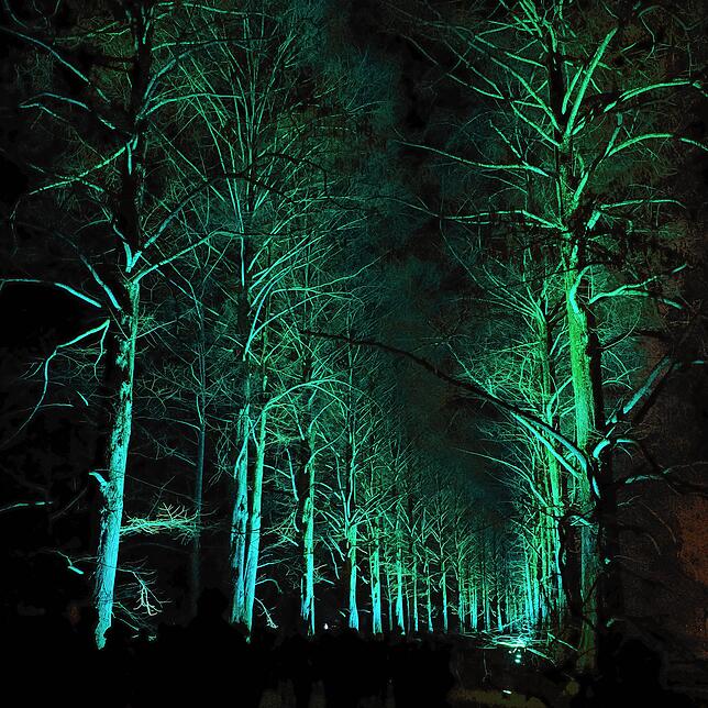 Die Sequoia-Allee, die von der Inselbrücke in Richtung Schloss führt, ist in wechselnden Farben effektvoll beleuchtet.