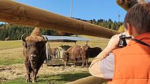 Die Gersbacher Wisente Bubi und Kressie sind ein Hingucker. Doch dürfen Sie weiterleben? Jetzt ist Rettung in Sicht.
