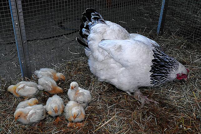 Die Henne Hanni mit ihren Küken. Das Sundheimer Huhn gilt als letzte badische Hühnerrasse.