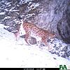 Der Luchs B&nbsp;600 tappt in eine Fotofalle.