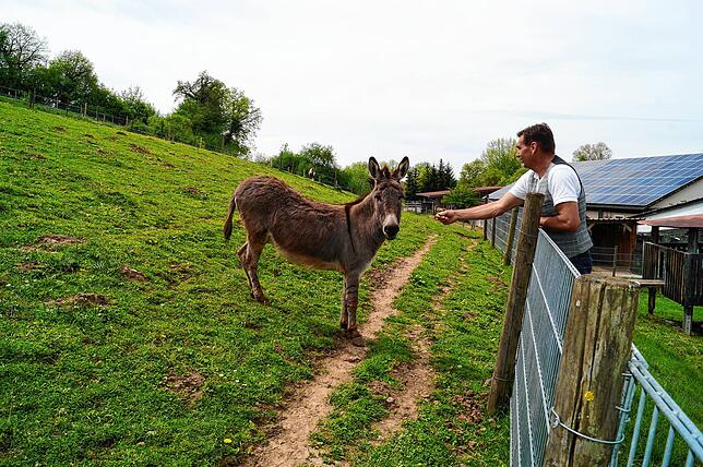 Zum Campinghof gehören neben Esel Pinki auch Hasen, Ziegen und Ponys sowie eine Pferdepension.