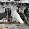 Sie sind die neuen Stars auf dem Alpakahof Lisanne Schöndienst: Die Pfauen Elsa, Olaf, Anna und Karl sind Jungtiere und leben in der ...