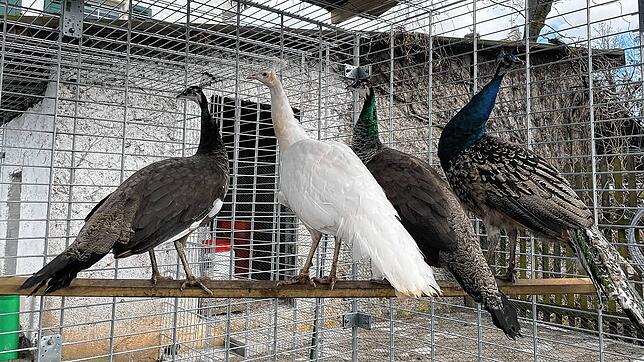 Sie sind die neuen Stars auf dem Alpakahof Lisanne Schöndienst: Die Pfauen Elsa, Olaf, Anna und Karl sind Jungtiere und leben in der ...