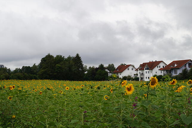 Das tolle Sonnenblumenfeld am Neufracher Ortsrand entschädigt für den Regenguss am Ankunftstag.