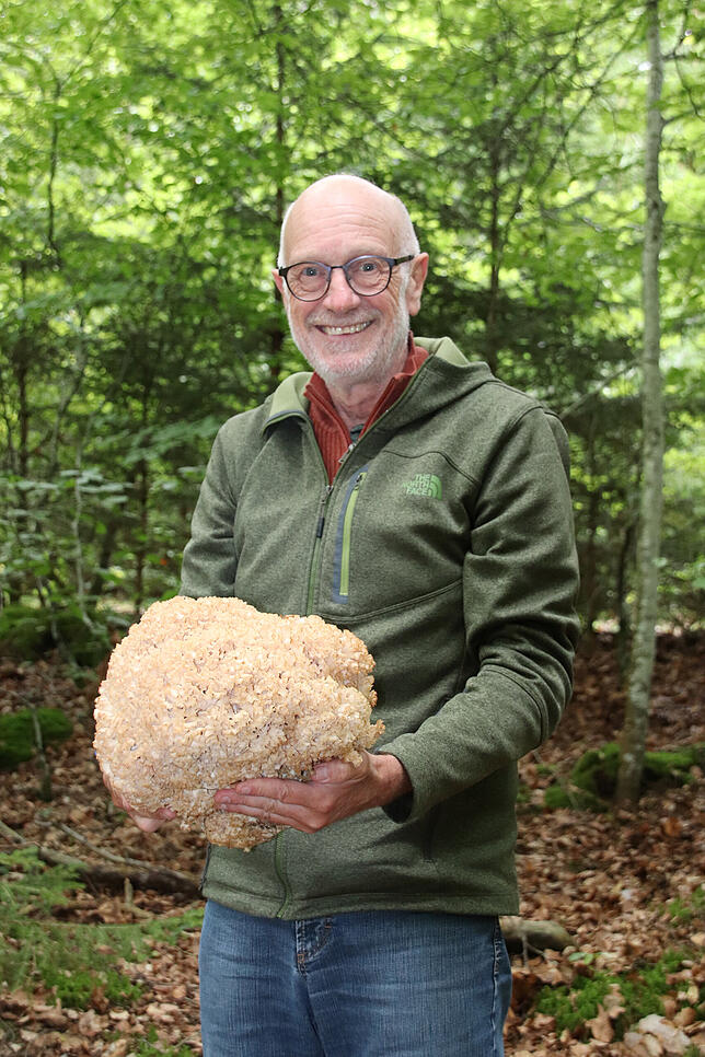 Die Krause Glucke kann, wenn es lange warm und feucht war, stattliche Maße annehmen.
