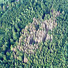 Von Borkenkäfern befallene Fichten in einem Wald zwischen Wehr und Rickenbach. Millionen dieser Käfer ziehen derzeit über die Region.