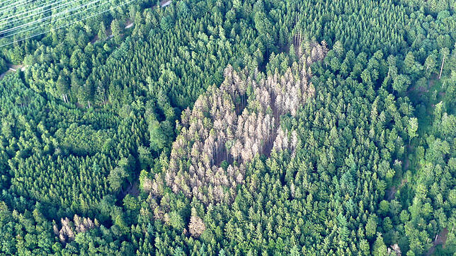 Von Borkenkäfern befallene Fichten in einem Wald zwischen Wehr und Rickenbach. Millionen dieser Käfer ziehen derzeit über die Region.