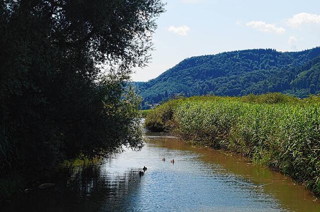 Nachtigall oder Eisvögel sind nicht zu sehen, dafür Enten- und Schwanenfamilien in idyllischer Natur mit Auwald, Schilf und ...