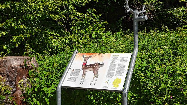 Gleich zu Beginn des Wildtierpfades lernen die Wanderer &bdquo;Karla&ldquo; kennen. Was es mit dem kleinen Hirschkalb auf sich hat, ...
