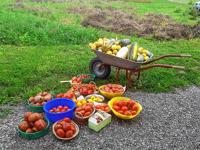 Die Vielfalt alter und saatgutfester Tomaten ist groß.