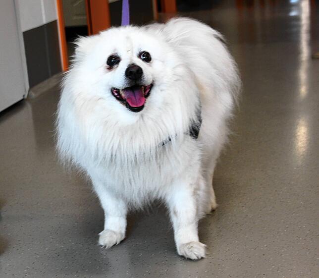 Der 13-jährige Spitz Chicco musste ins Kreistierheim ziehen, weil sein Herrchen leider verstorben ist. Jetzt sucht der fitte und ...