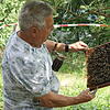 Rolf Gut ist erfahrener Imker. Hier präsentiert er dem CDU-Ortsverband sein Bienenvolk.