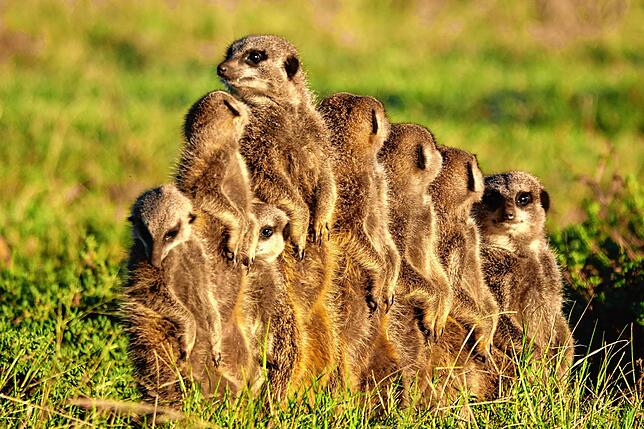 Die Zeit, bis wieder geführte Safaris stattfinden können, nutzt Andreas Jagim nun, um eine Erdmännchen-Kolonie an sich zu gewöhnen.