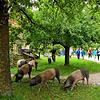 Natürlich sind auch die Tiere wieder lebendiger Bestandteil des Museumsdorfes. Noch sind sie zum Teil in ihren Winterquartieren, kommen ...