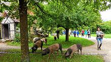Natürlich sind auch die Tiere wieder lebendiger Bestandteil des Museumsdorfes. Noch sind sie zum Teil in ihren Winterquartieren, kommen ...