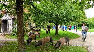 Natürlich sind auch die Tiere wieder lebendiger Bestandteil des Museumsdorfes. Noch sind sie zum Teil in ihren Winterquartieren, kommen ...