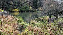 Der Behlaer Weiher ist ein geschütztes Biotop. Auf den ersten Blick, wie hier im Herbst 2023, scheint die Welt hier in Ordnung zu sein. ...