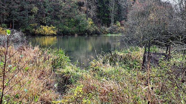 Der Behlaer Weiher ist ein geschütztes Biotop. Auf den ersten Blick, wie hier im Herbst 2023, scheint die Welt hier in Ordnung zu sein. ...