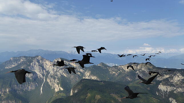 Flug nach Thiene im Rahmen der menschengeführten Migration 2018. Begleitet und geführt wurden die Waldrappe aus Überlingen-Hödingen von ...