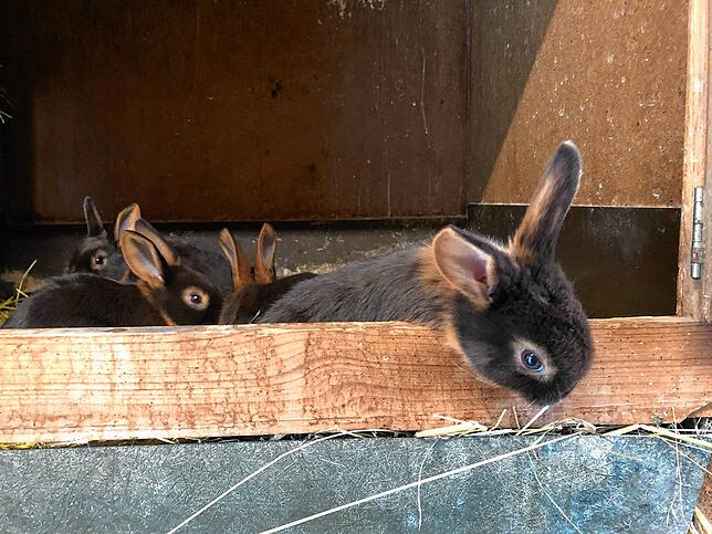 Neugierig schaut eines der im Februar geborenen Lohkaninchen aus seiner Behausung.