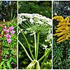 Schön anzusehen, für die heimischen Pflanzen allerdings eine Bedrohung: Invasive Neophyten.