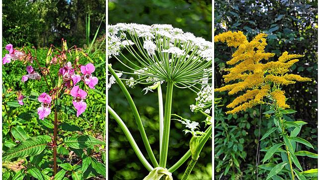 Schön anzusehen, für die heimischen Pflanzen allerdings eine Bedrohung: Invasive Neophyten.