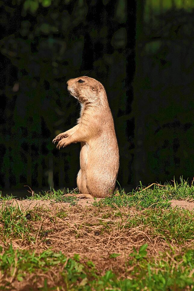 Bild 15: So kommen Zootiere mit der Hitze klar