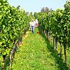 Bei der Weinlese auf der Insel Reichenau &ndash; hier an der Hochwart &ndash; sind täglich 25 bis 30 Helfer im Einsatz.