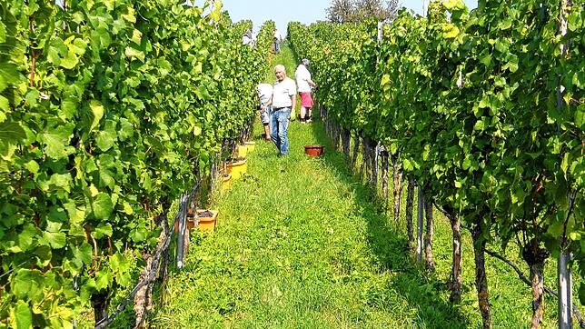 Bei der Weinlese auf der Insel Reichenau &ndash; hier an der Hochwart &ndash; sind täglich 25 bis 30 Helfer im Einsatz.